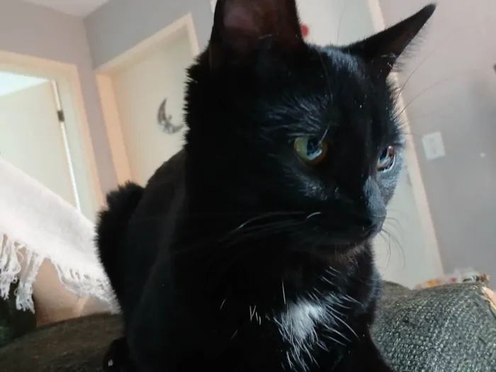 Gato ra a SRD-ViraLata idade 1 ano nome Elisabeth