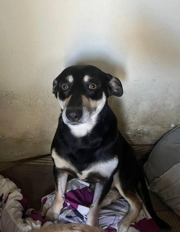 Cachorro ra a SRD-ViraLata idade 2 anos nome Lion
