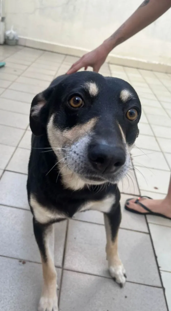 Cachorro ra a SRD-ViraLata idade 2 anos nome Lion