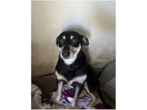 Cachorro raça SRD-ViraLata idade 2 anos nome Lion