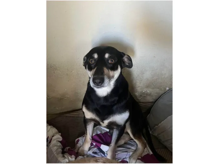 Cachorro ra a SRD-ViraLata idade 2 anos nome Lion