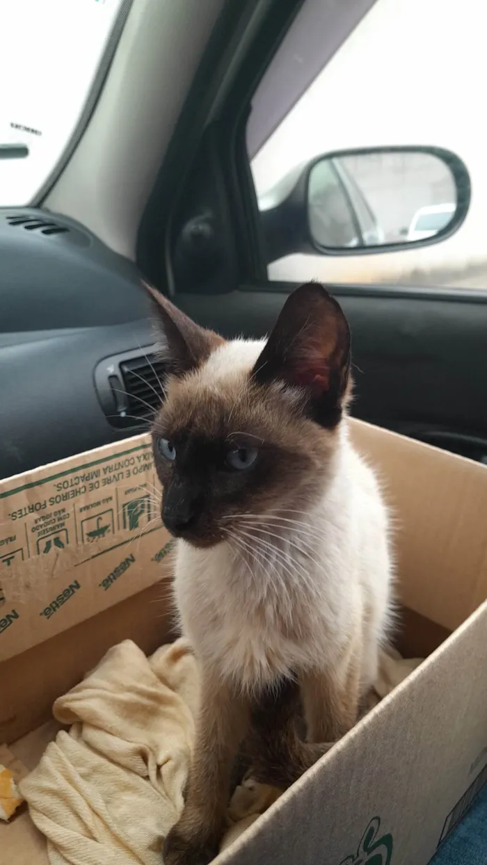 Gato ra a Siamês idade 2 a 6 meses nome Não sei