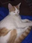Junior
