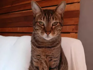 Gato raça SRD-ViraLata idade 5 anos nome Joseph 