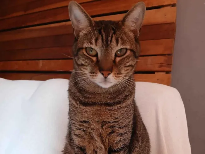 Gato ra a SRD-ViraLata idade 5 anos nome Joseph 