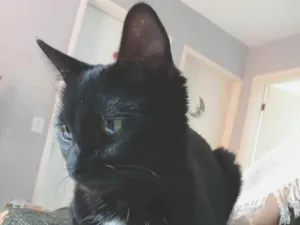 Gato raça SRD-ViraLata idade 1 ano nome Elisabeth