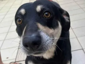 Cachorro raça SRD-ViraLata idade 2 anos nome Lion