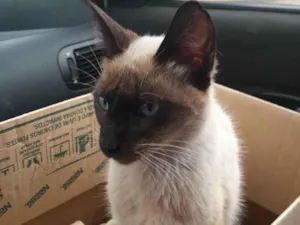 Gato raça Siamês idade 2 a 6 meses nome Não sei