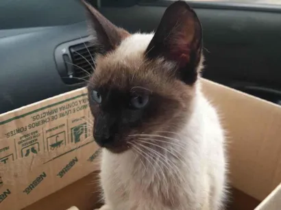 Gato raça Siamês idade 2 a 6 meses nome Não sei