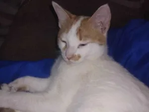 Gato raça SRD-ViraLata idade 7 a 11 meses nome Junior