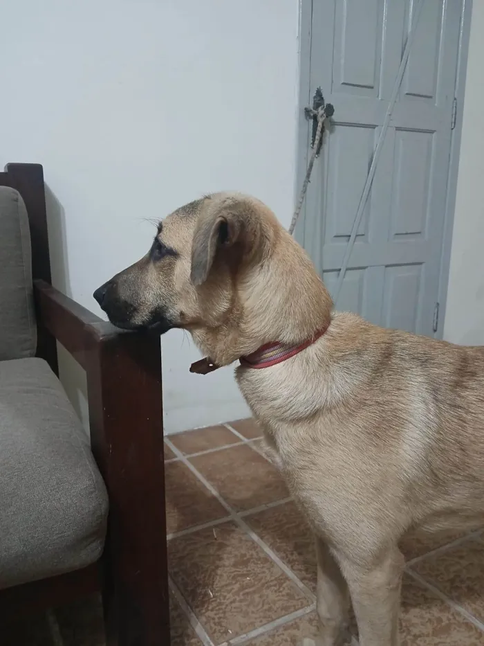 Cachorro ra a SRD-ViraLata idade 7 a 11 meses nome Não sei 