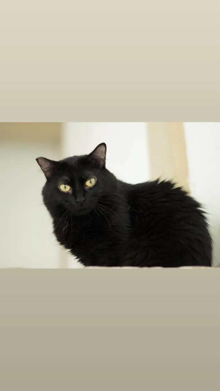 Gato ra a SRD-ViraLata idade 3 anos nome Milka