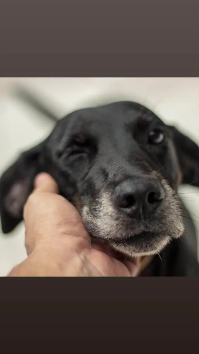 Cachorro ra a SRD-ViraLata idade 4 anos nome Guizmo