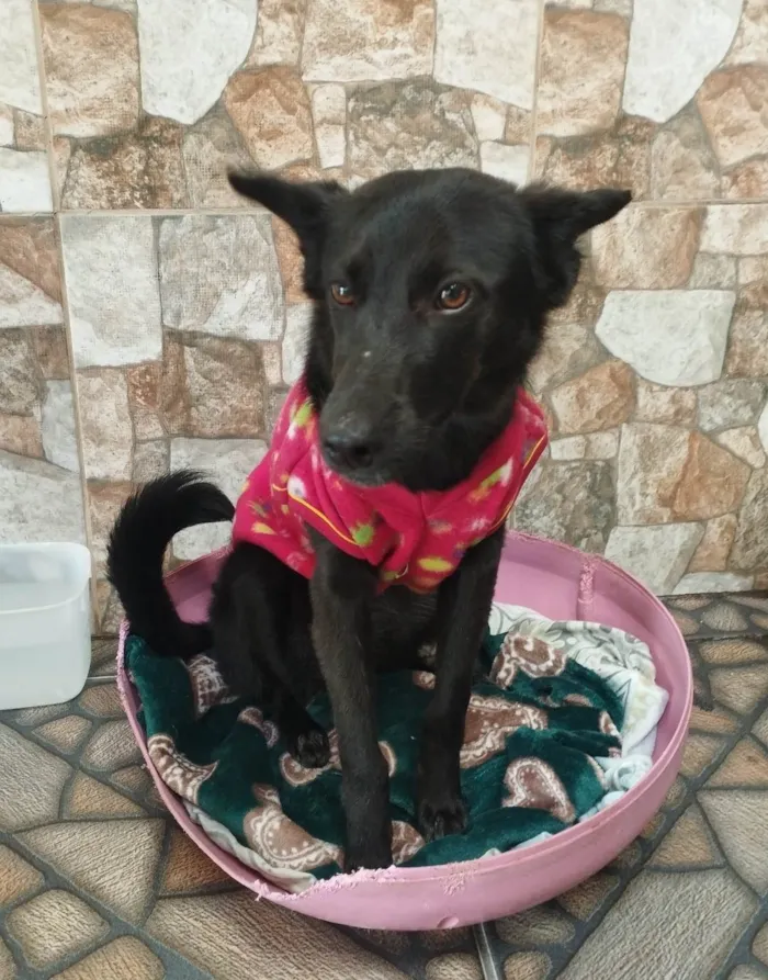 Gato ra a SRD-ViraLata idade 7 a 11 meses nome "LUDY"