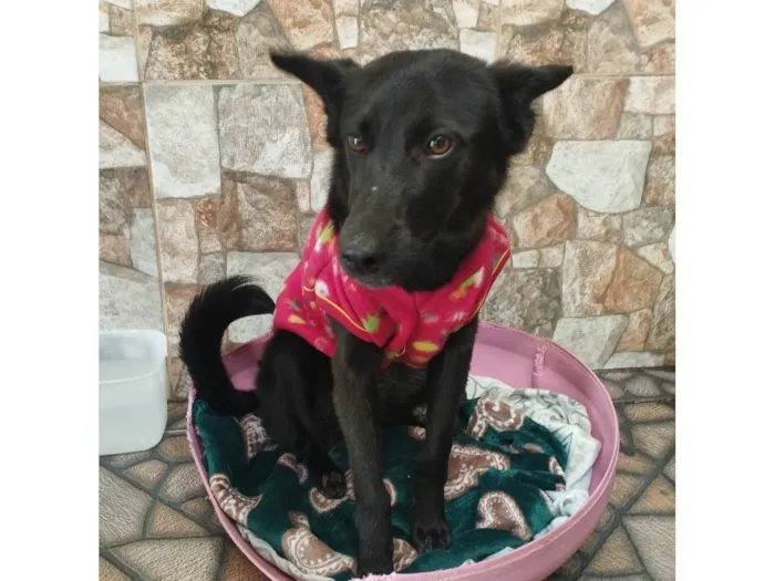 Gato ra a SRD-ViraLata idade 7 a 11 meses nome "LUDY"