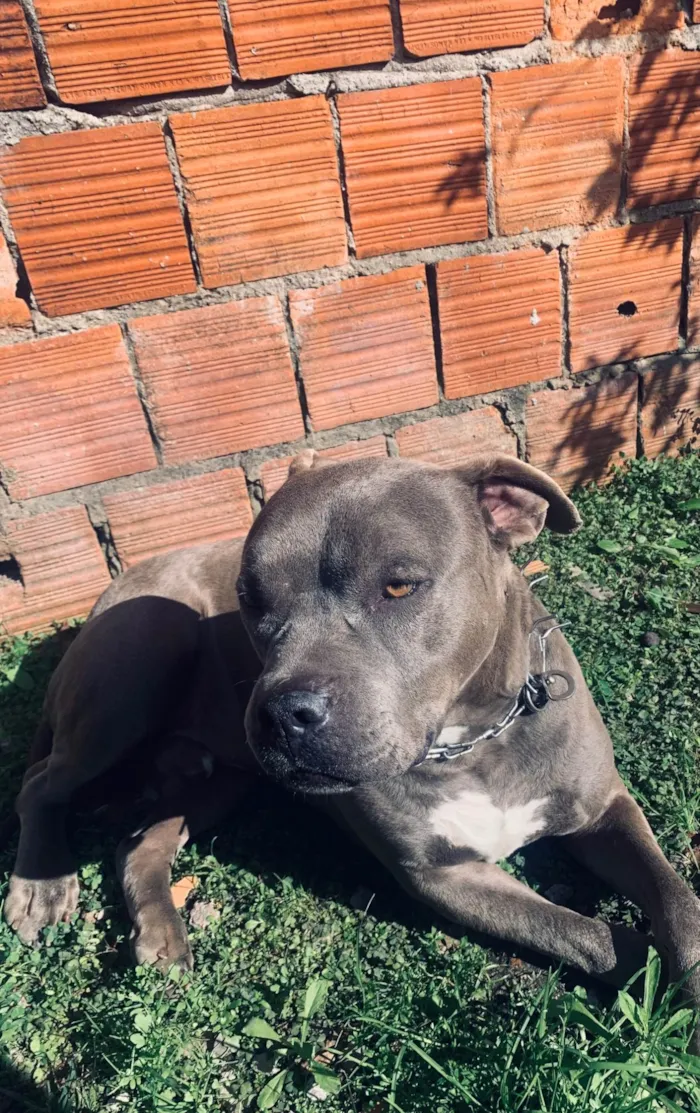 Cachorro ra a Pit-Bull idade 6 ou mais anos nome Thanos