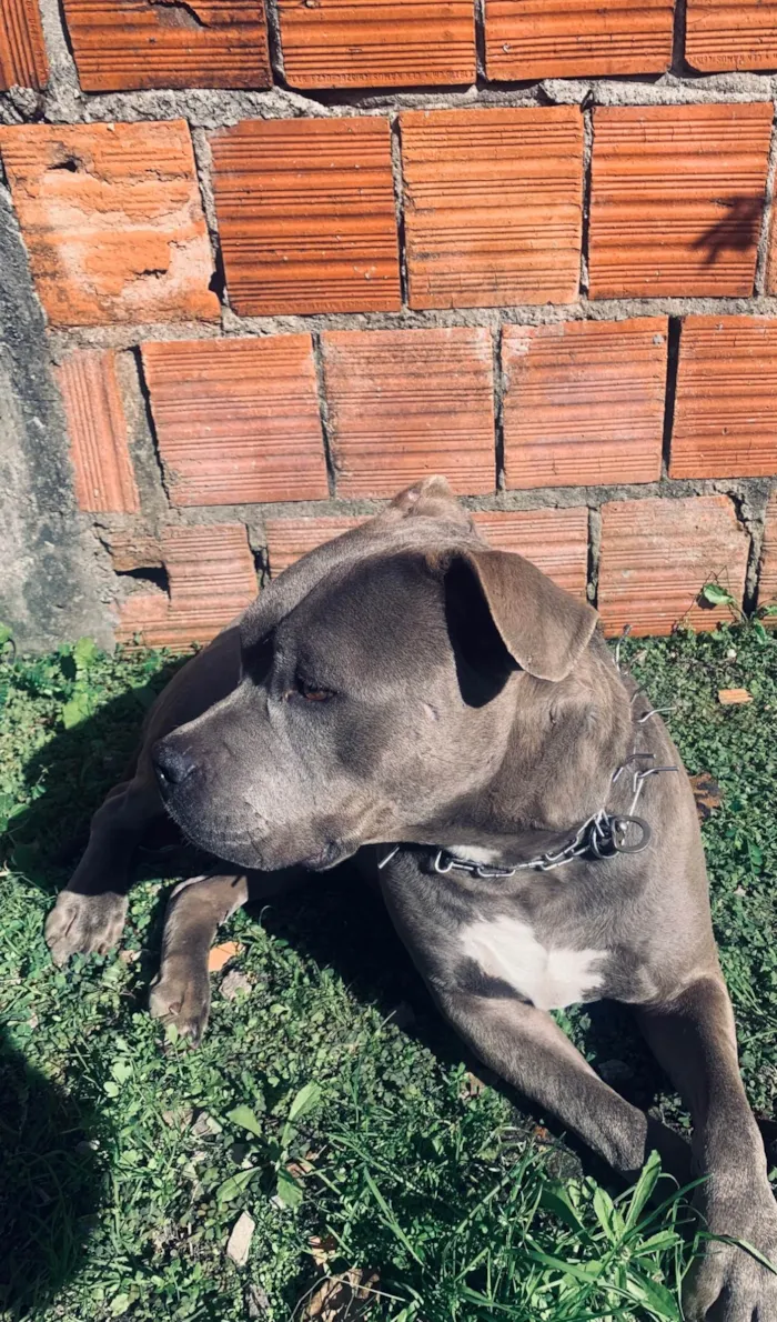 Cachorro ra a Pit-Bull idade 6 ou mais anos nome Thanos