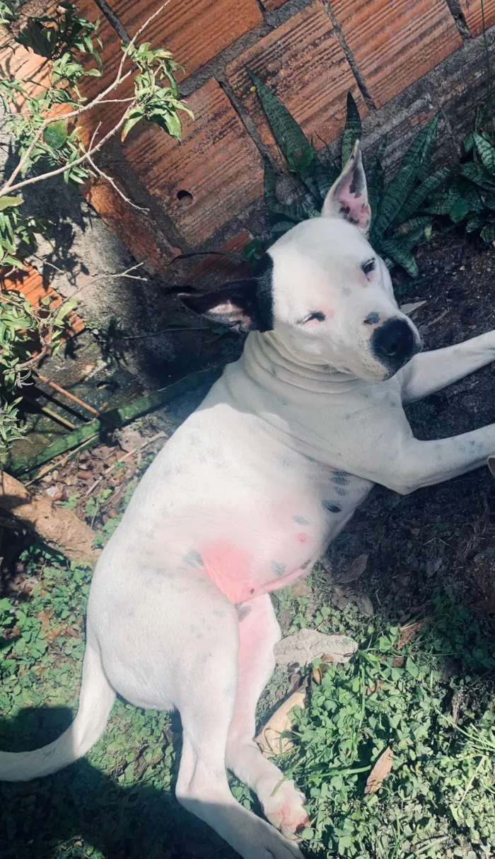 Cachorro ra a Pit-Bull idade 3 anos nome Nora