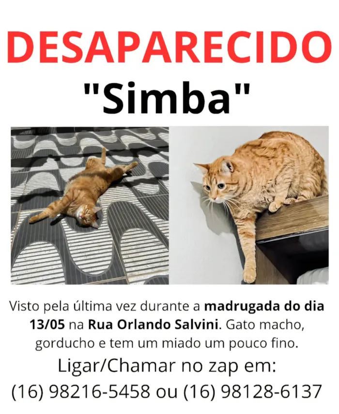 Gato ra a SRD-ViraLata idade 5 anos nome SIMBA