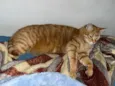 SIMBA