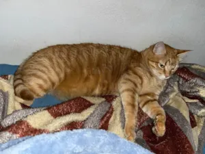 Gato raça SRD-ViraLata idade 5 anos nome SIMBA