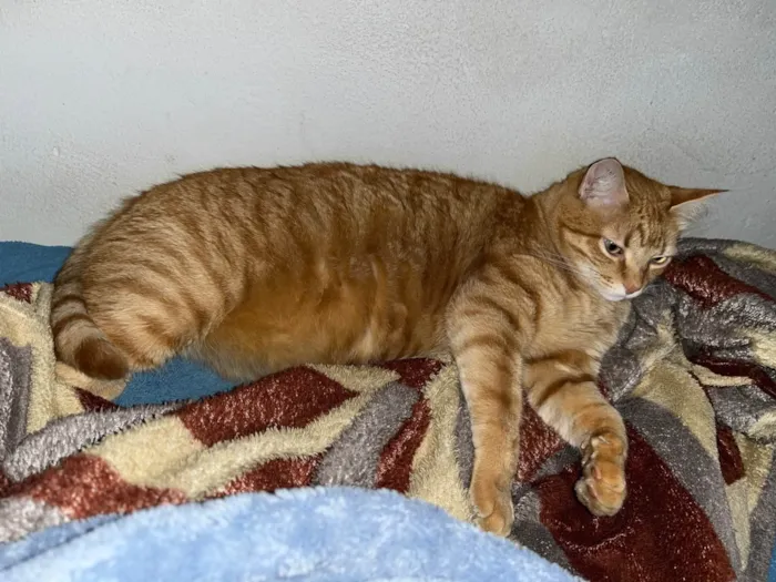 Gato ra a SRD-ViraLata idade 5 anos nome SIMBA