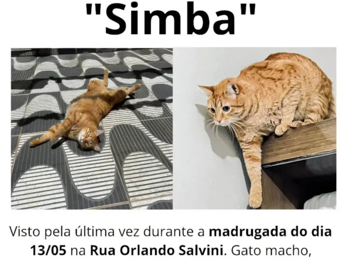Gato ra a SRD-ViraLata idade 5 anos nome SIMBA