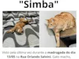 SIMBA