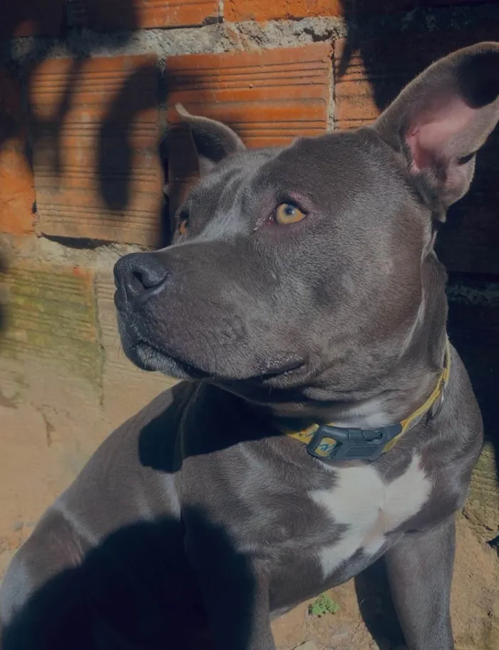 Cachorro ra a Pit-Bull idade 1 ano nome Magnata 