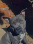 Magnata