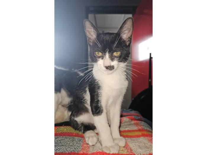 Gato ra a SRD-ViraLata idade 7 a 11 meses nome Bigodinho
