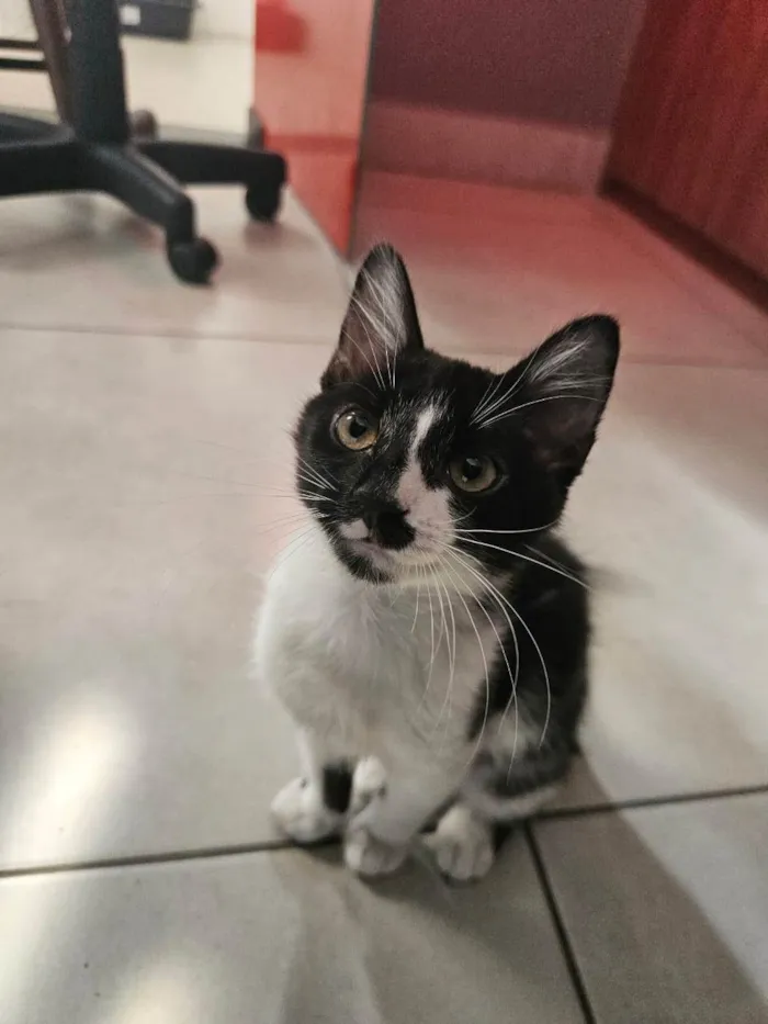 Gato ra a SRD-ViraLata idade 7 a 11 meses nome Pandinha