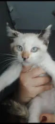 Manchinha