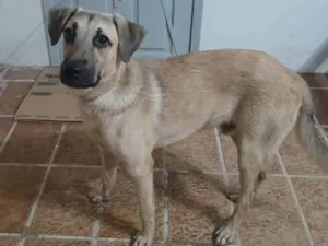 Cachorro raça SRD-ViraLata idade 7 a 11 meses nome Não sei 