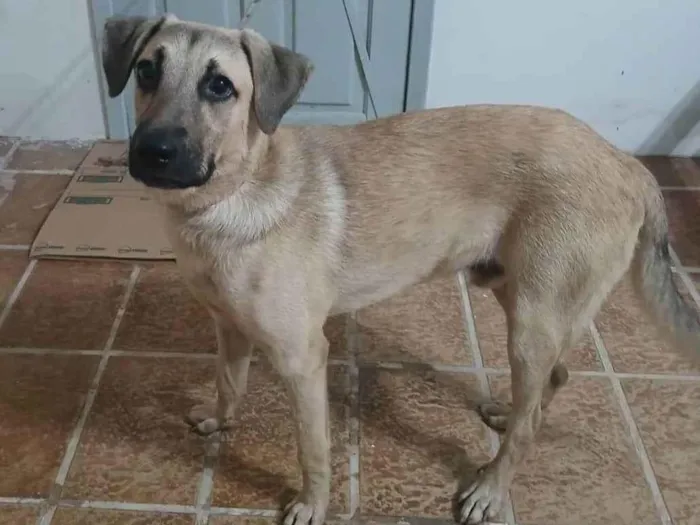 Cachorro ra a SRD-ViraLata idade 7 a 11 meses nome Não sei 
