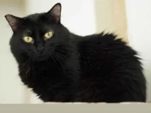 Gato raça SRD-ViraLata idade 3 anos nome Milka