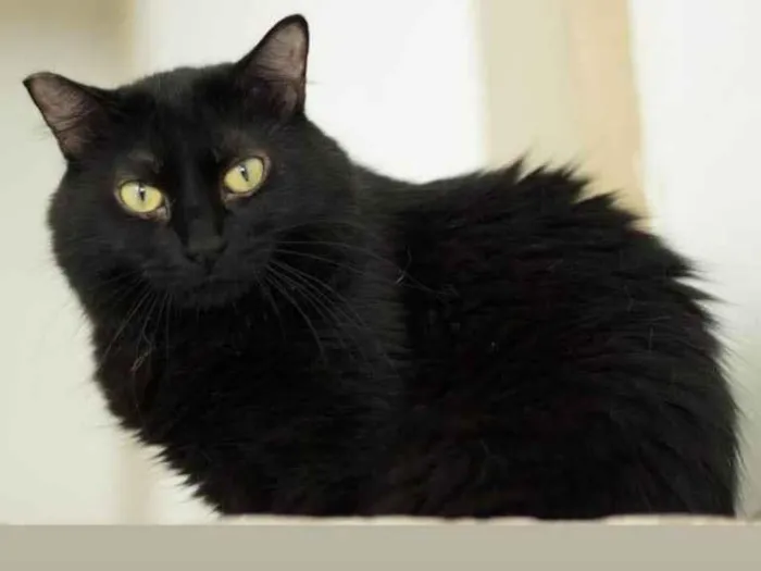 Gato ra a SRD-ViraLata idade 3 anos nome Milka