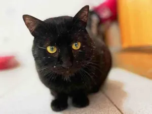 Gato raça SRD-ViraLata idade 4 anos nome Everest