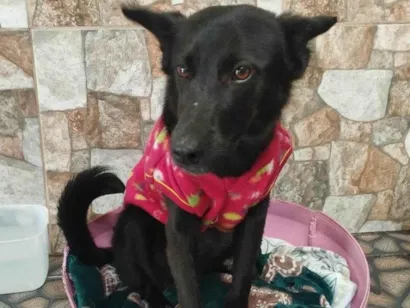 Gato raça SRD-ViraLata idade 7 a 11 meses nome "LUDY"