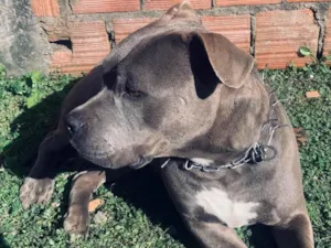 Cachorro raça Pit-Bull idade 6 ou mais anos nome Thanos