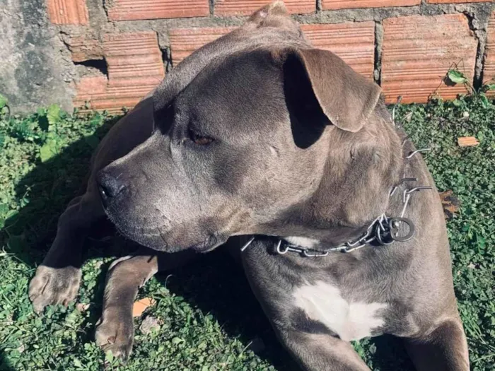 Cachorro ra a Pit-Bull idade 6 ou mais anos nome Thanos