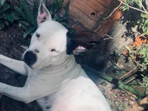 Cachorro raça Pit-Bull idade 3 anos nome Nora