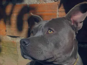 Cachorro raça Pit-Bull idade 1 ano nome Magnata 