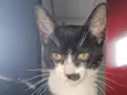 Bigodinho