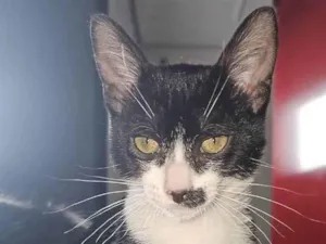 Gato raça SRD-ViraLata idade 7 a 11 meses nome Bigodinho