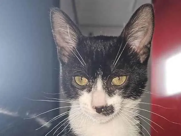 Gato ra a SRD-ViraLata idade 7 a 11 meses nome Bigodinho