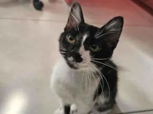 Gato raça SRD-ViraLata idade 7 a 11 meses nome Pandinha