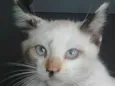 Manchinha