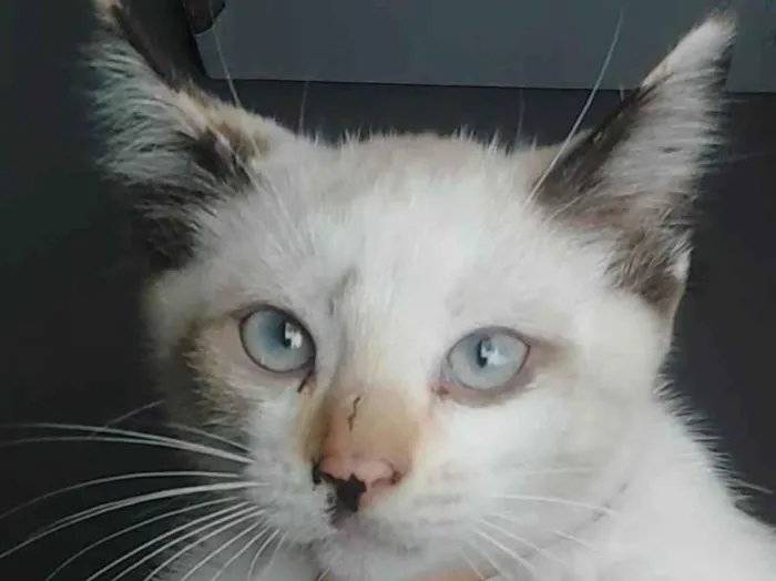 Gato ra a SRD-ViraLata idade 7 a 11 meses nome Manchinha