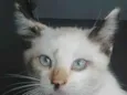 Manchinha